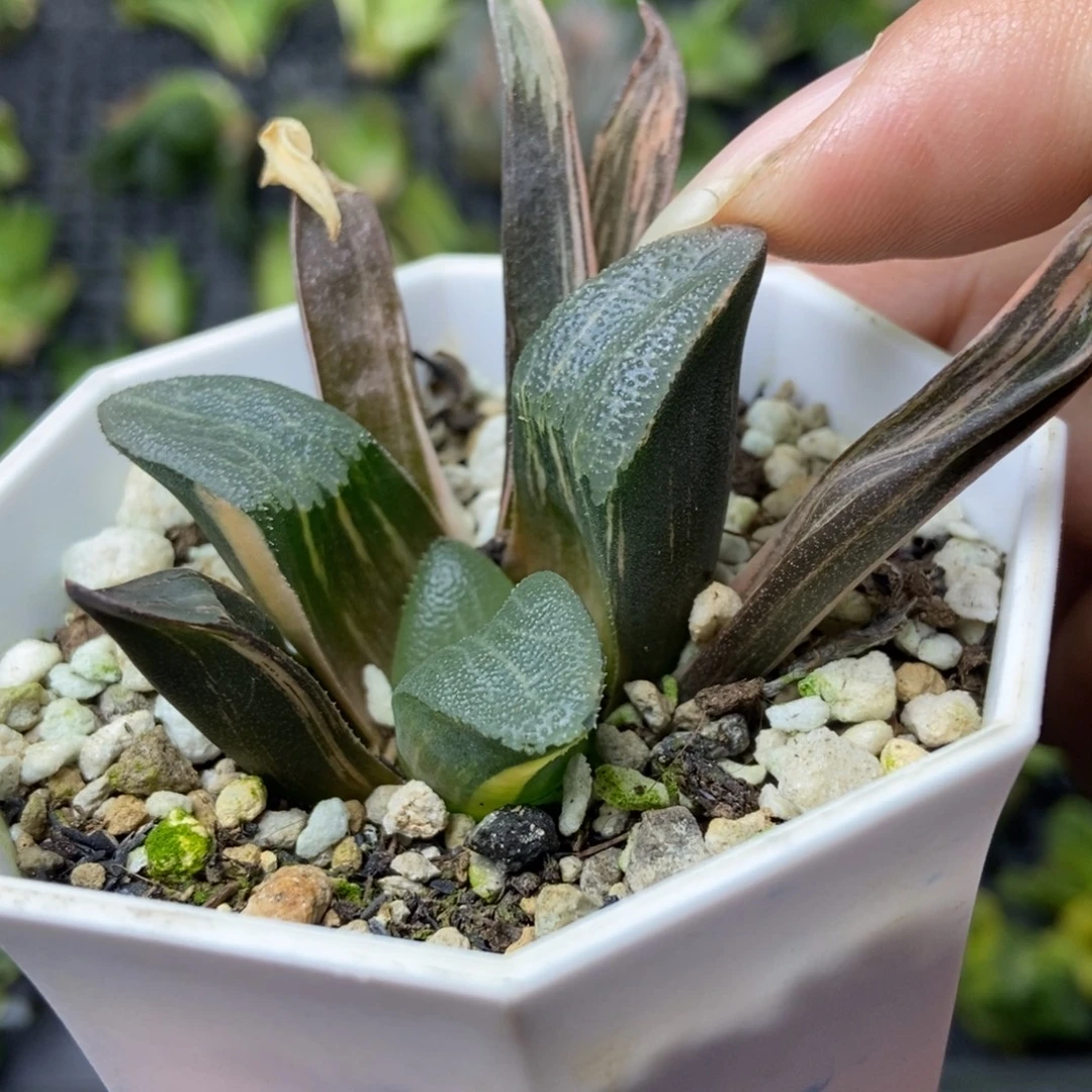 是是是是是是是是是寿