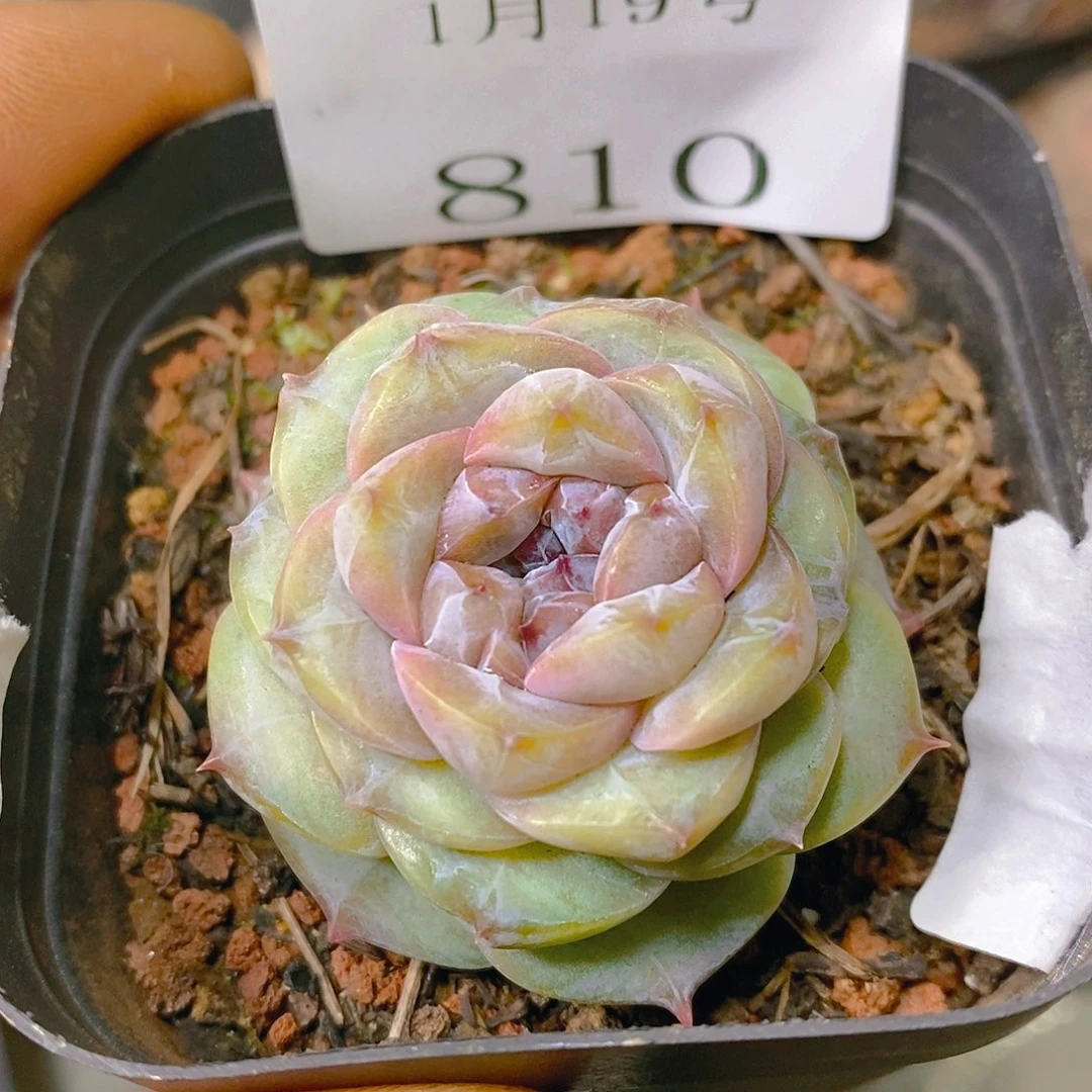 【闪购商品】云810