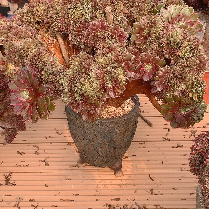 黑金刚朵朵脱土发货啊