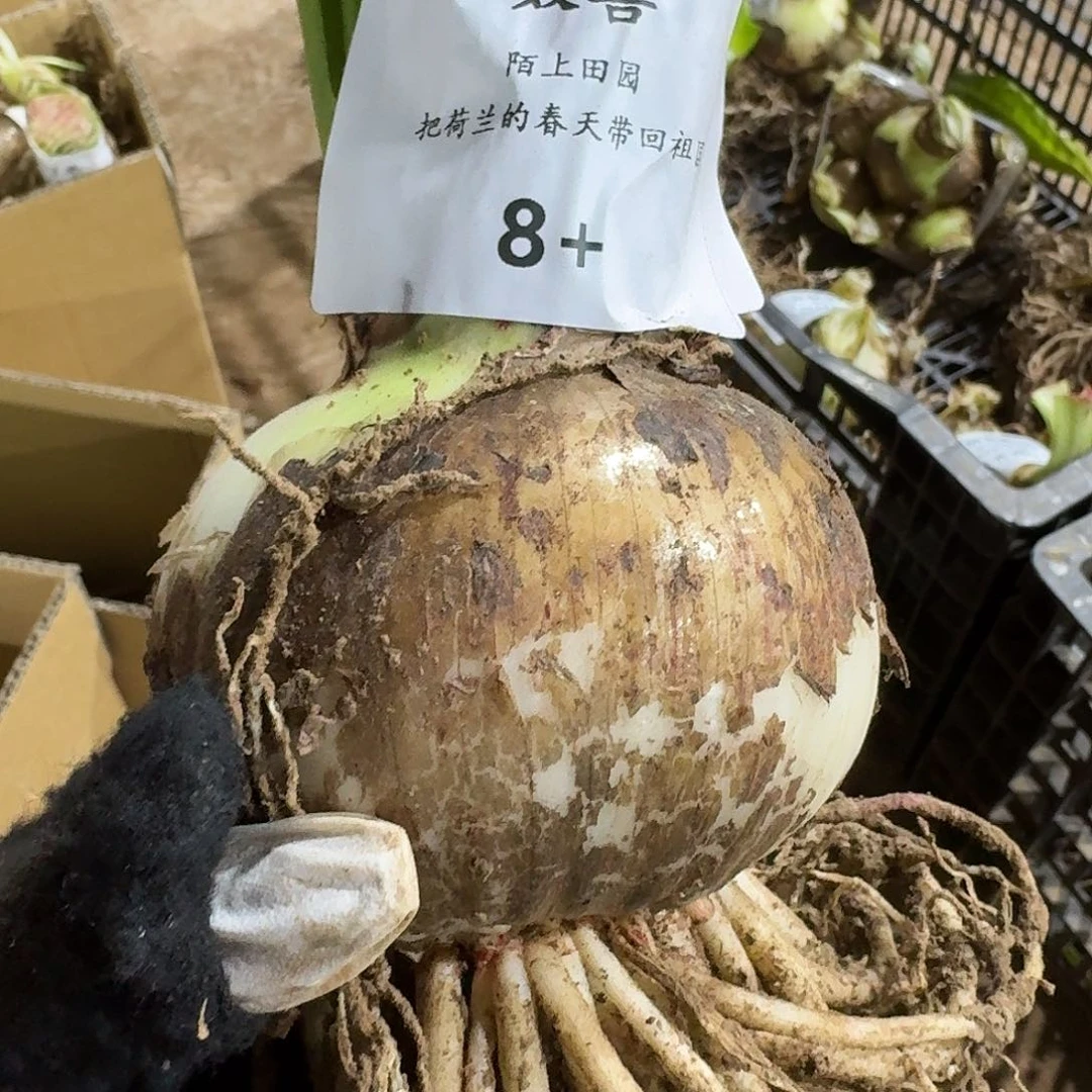 双喜8➕朱顶红开花球