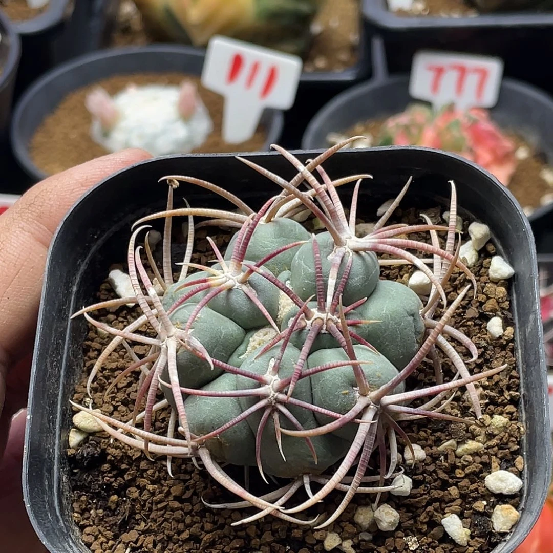 狂刺绯冠龙 脱土包邮