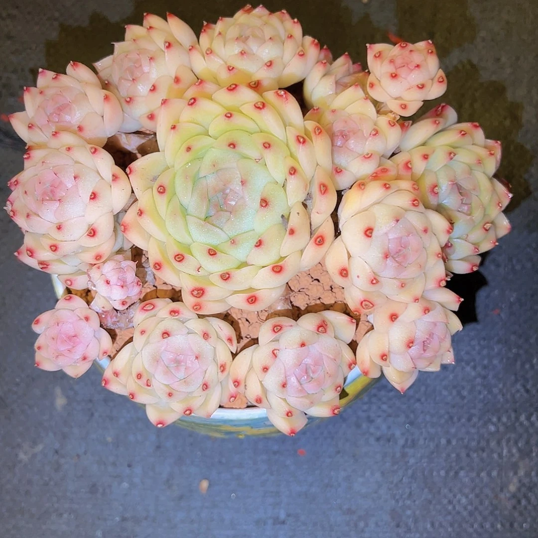 间谍间谍间谍间谍