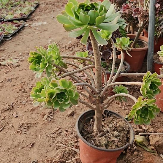 原始绿加急发货了6