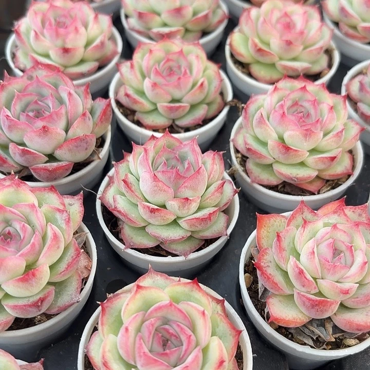 侧影两颗（满12.9包邮）