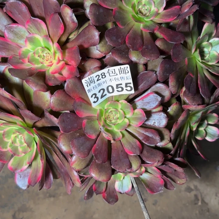 32055黑金刚多肉植物