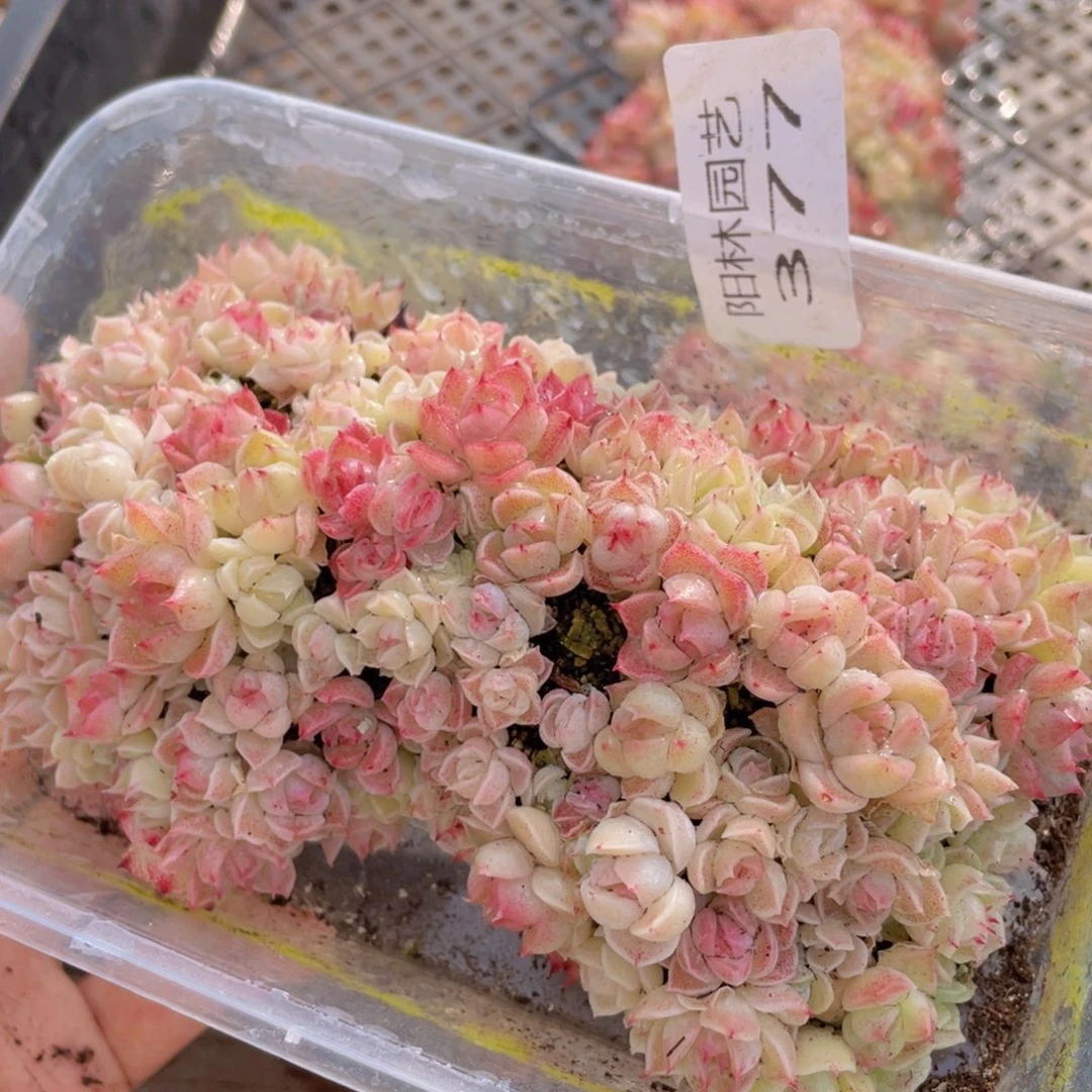 多肉植物多肉植物377