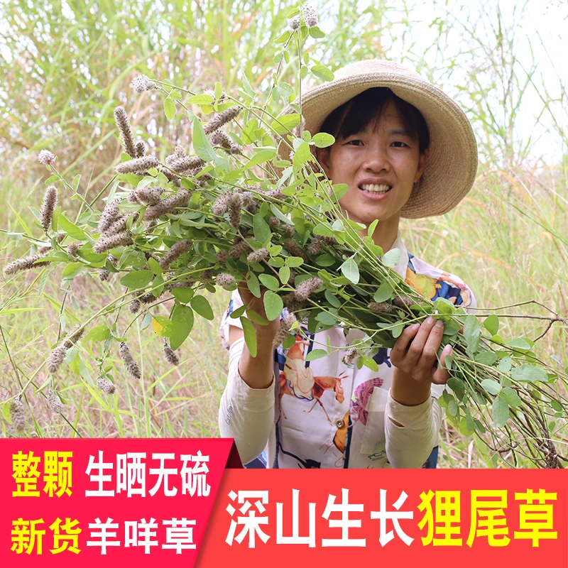 广东精选野生狸尾草500克天然羊咩香无硫干货煲汤养生晾晒中草药