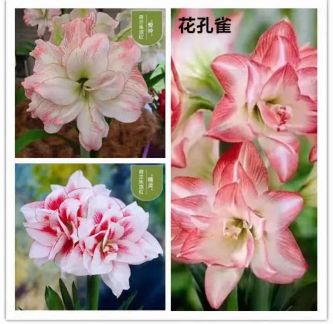 3颗品种不调换，朱顶红5＋球