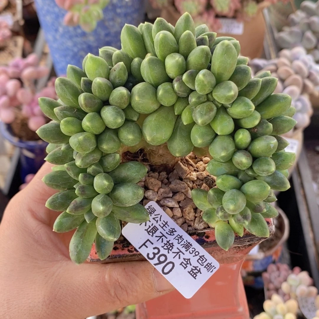 香蕉树缀化10cm390多肉