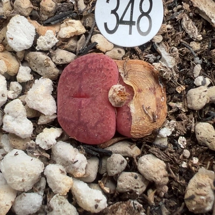 348号11111111111111