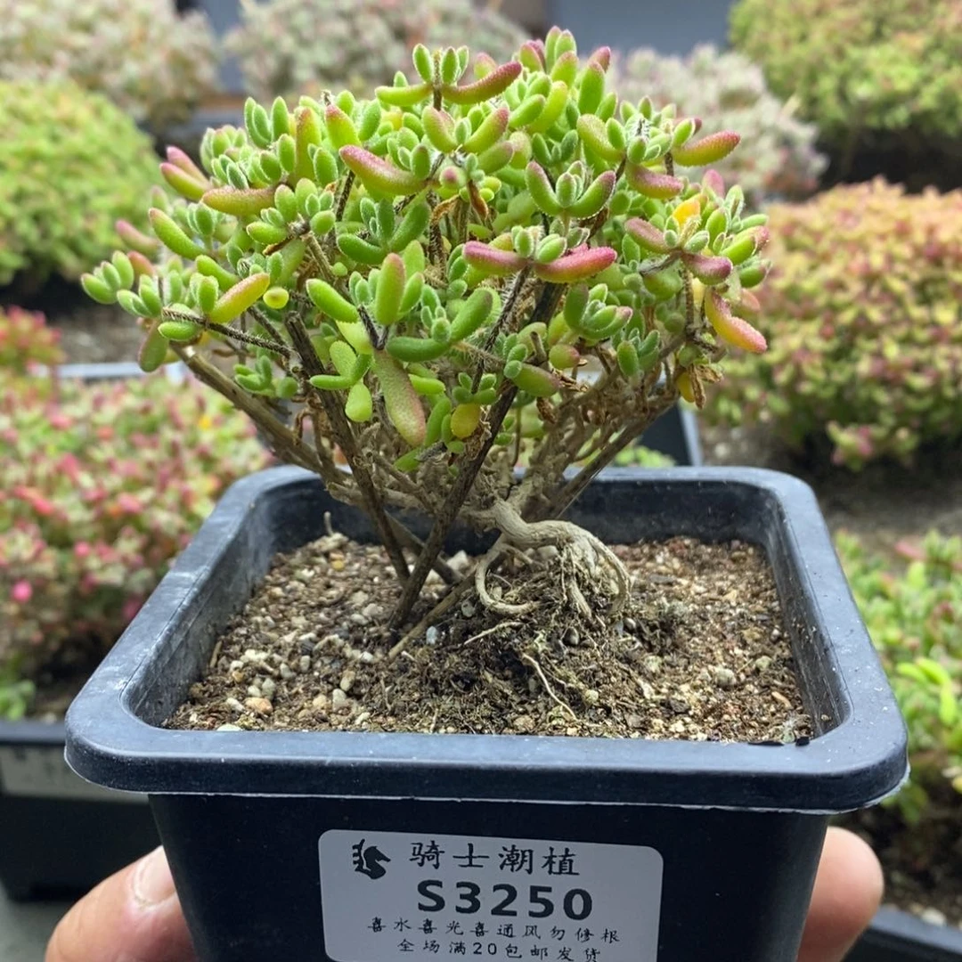 恰*儿3250实生红宝石造型