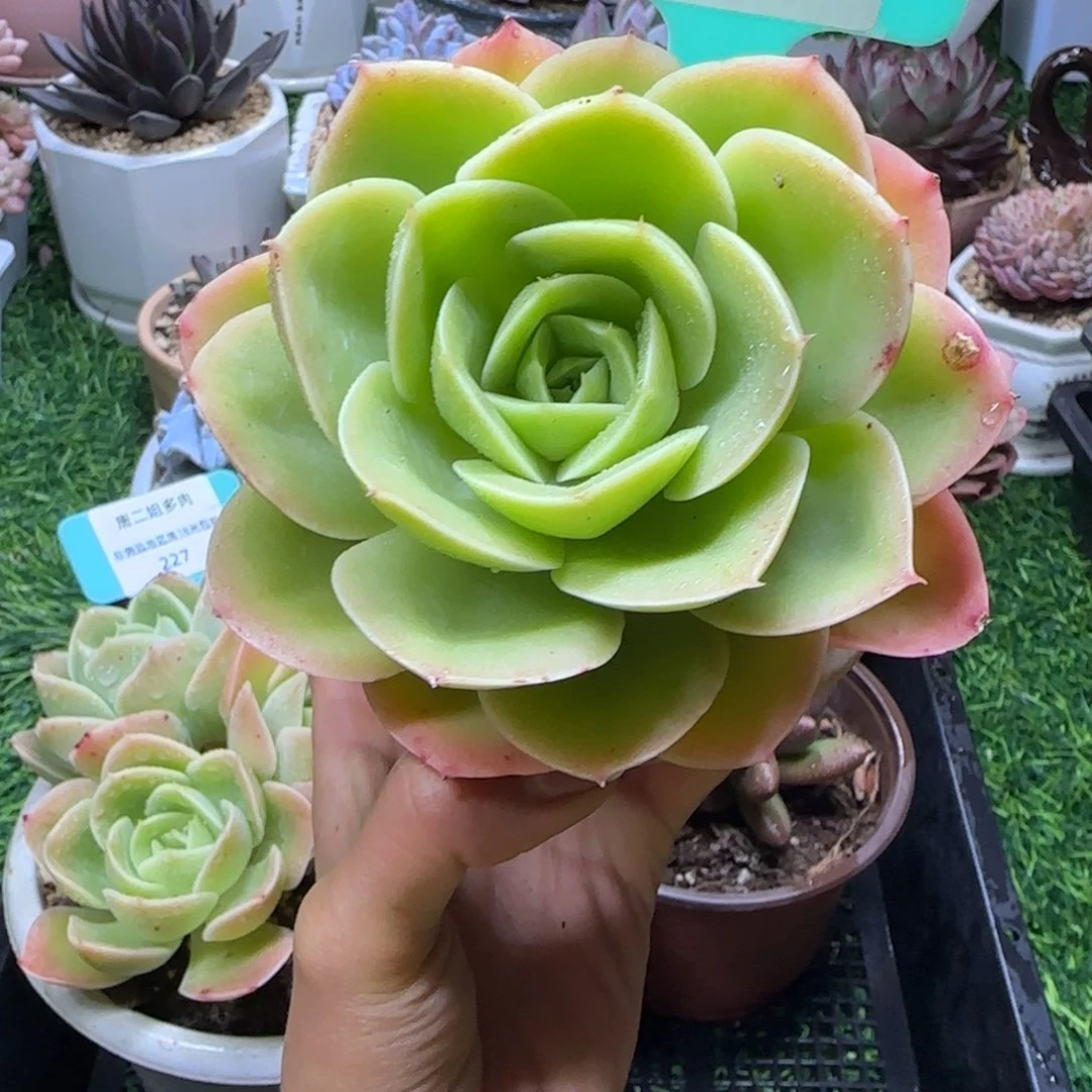 唐二姐多肉编号230