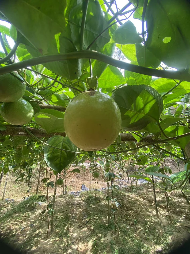 当季新鲜钦蜜9号百香果香甜多汁正宗应季水果