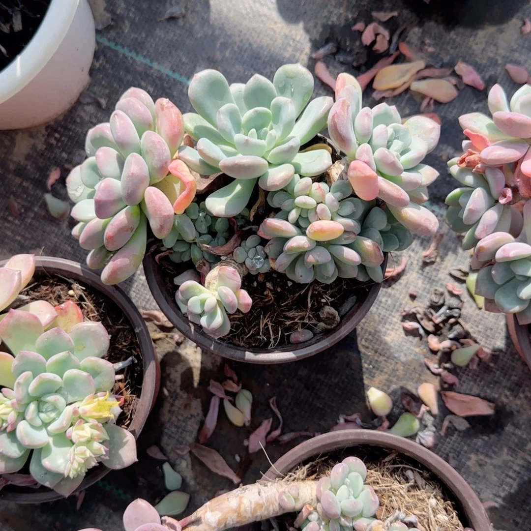 雾***花无花朵花斑鹿老桩定向