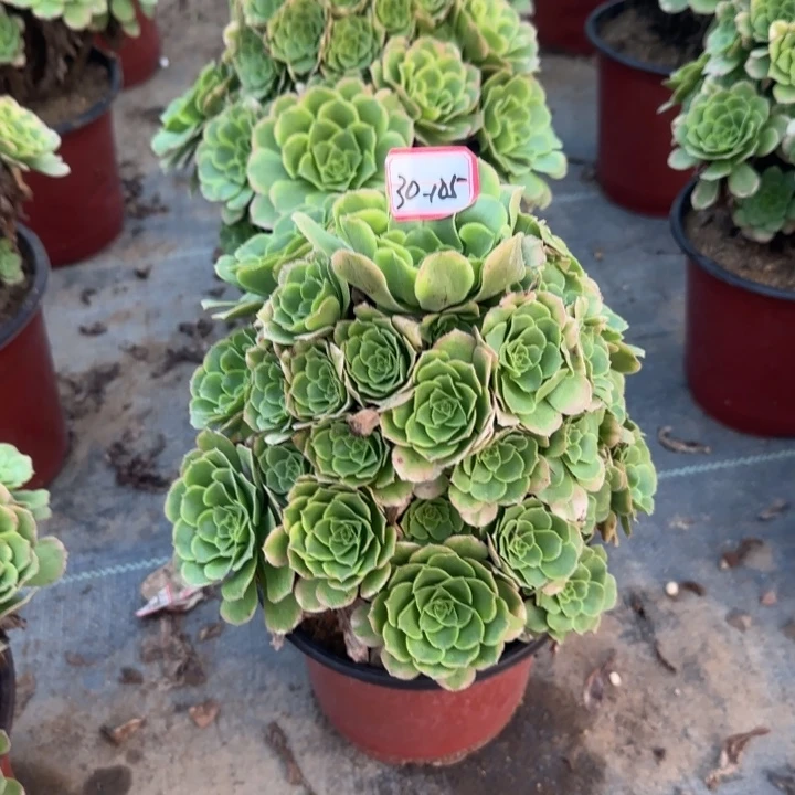 30-105新尼亚不包断肢