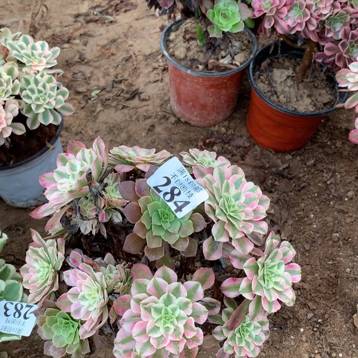 284铜壶白阴阳绣球2件