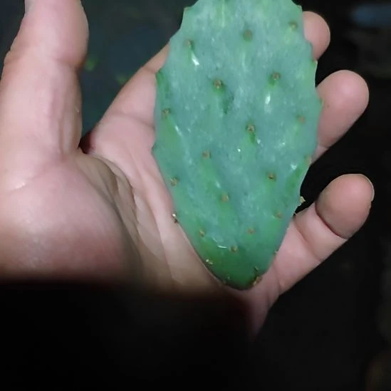 无花朵贝壳小叶片