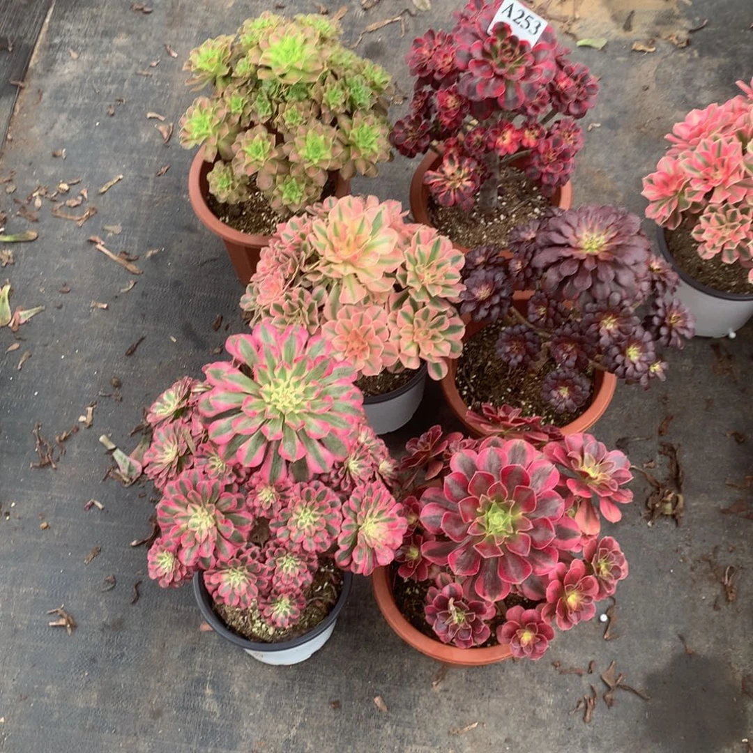 6颗组合福利法师多肉植物253福利1060000000