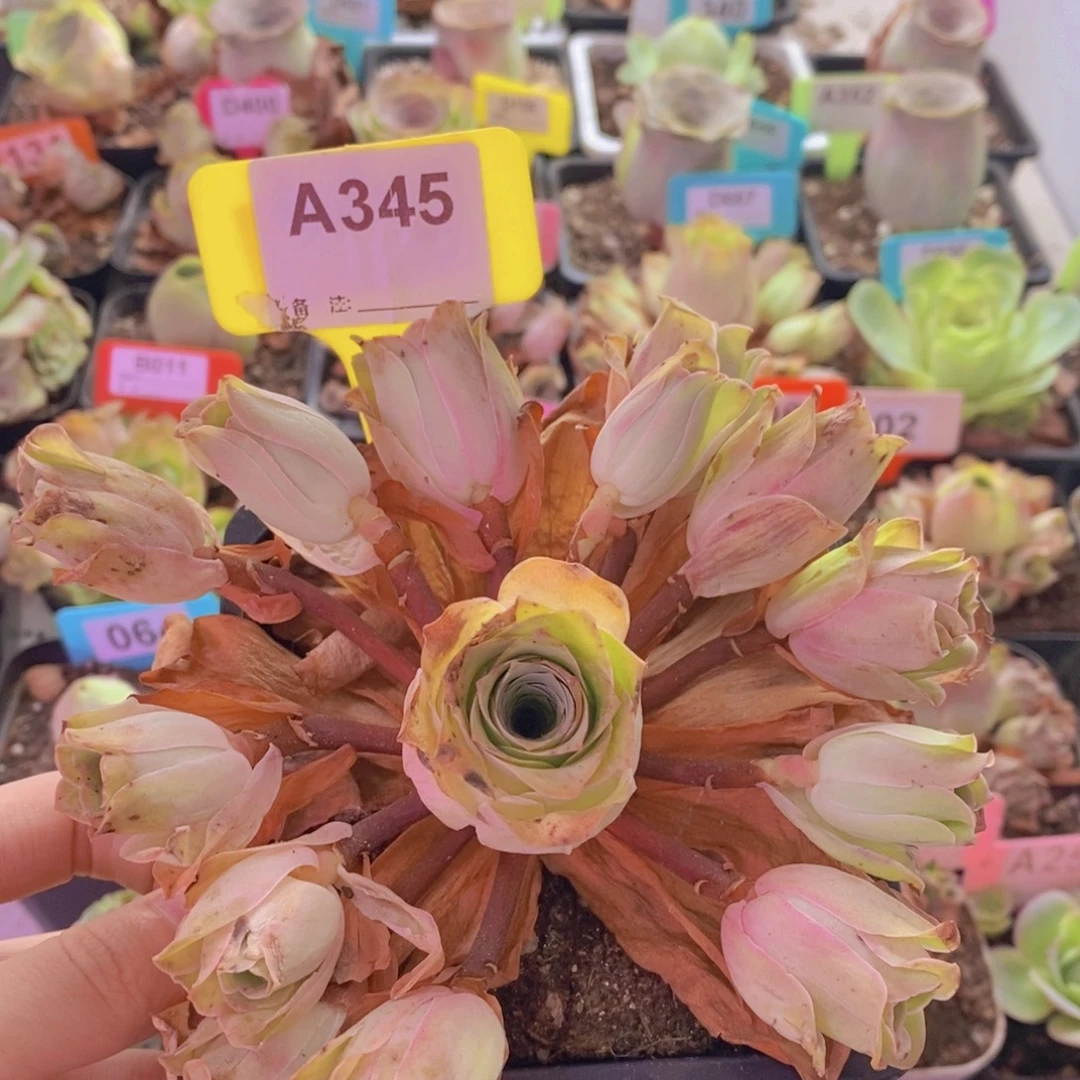 山地玫瑰一物一拍清秋345