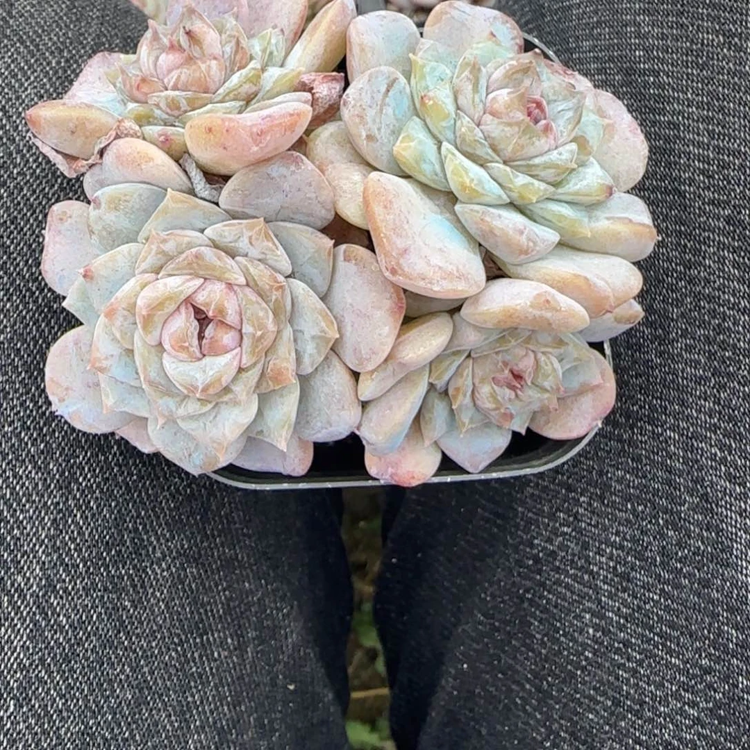 小卡拉米糖心一物一拍