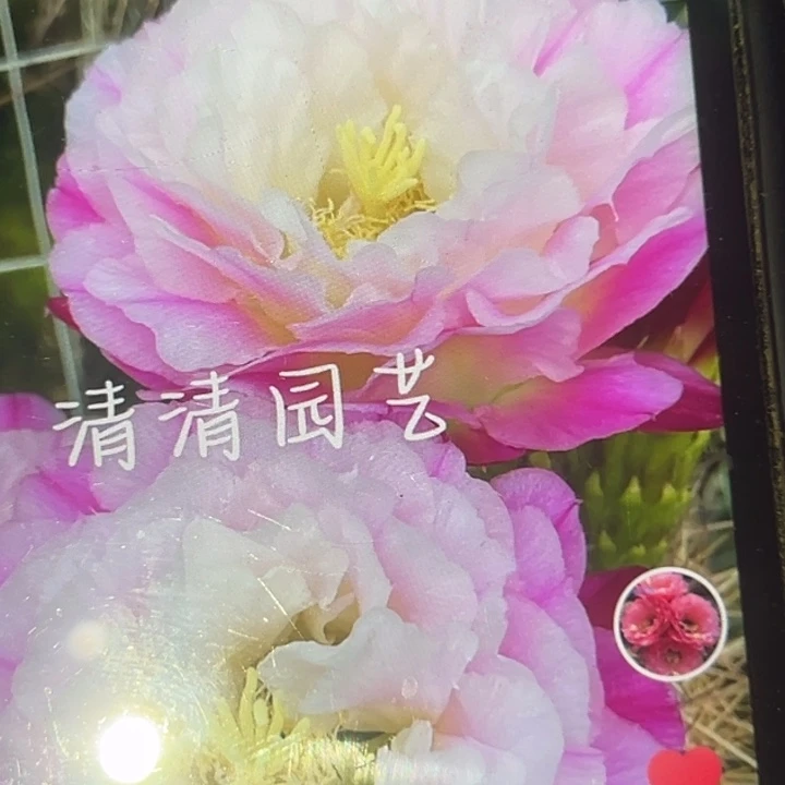 清清月影根仙人球瑕疵