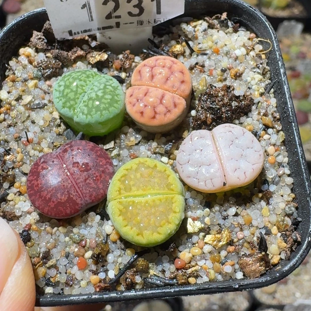 Sss精品清清清货439