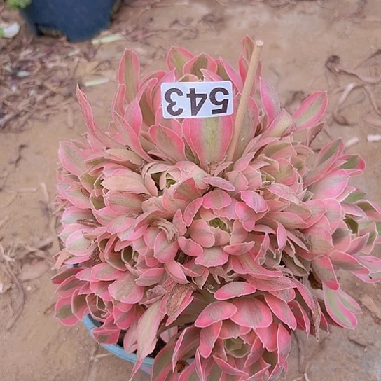 *****多肉植物一个法师