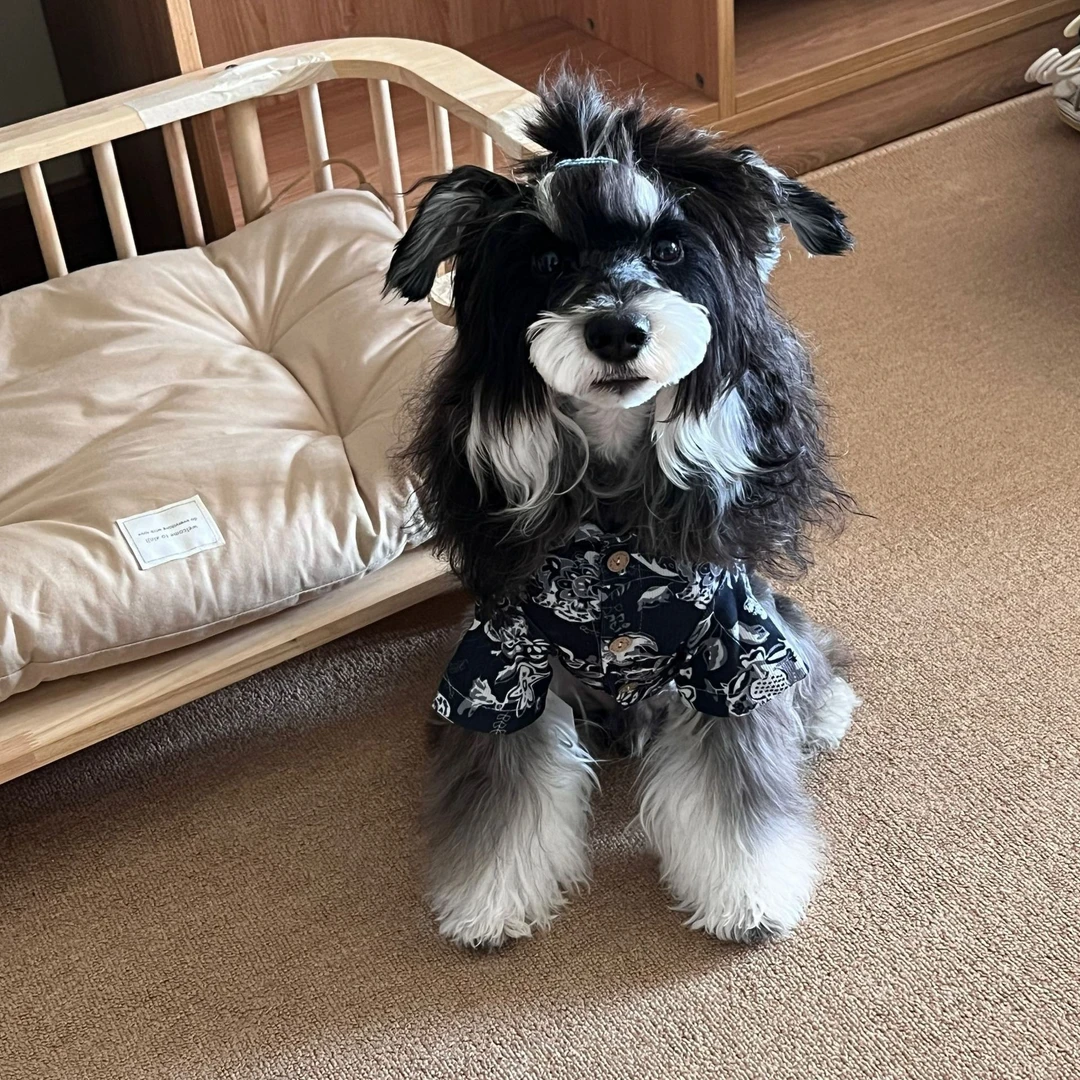 短袖花衬衫宠物衣服中型犬衣服雪纳瑞比格犬柴犬猫咪春装衬衫