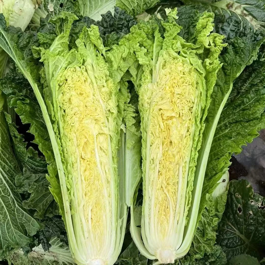 威宁高山青麻叶白菜露天生长青口白新鲜甜脆蔬菜每一单多打包3两