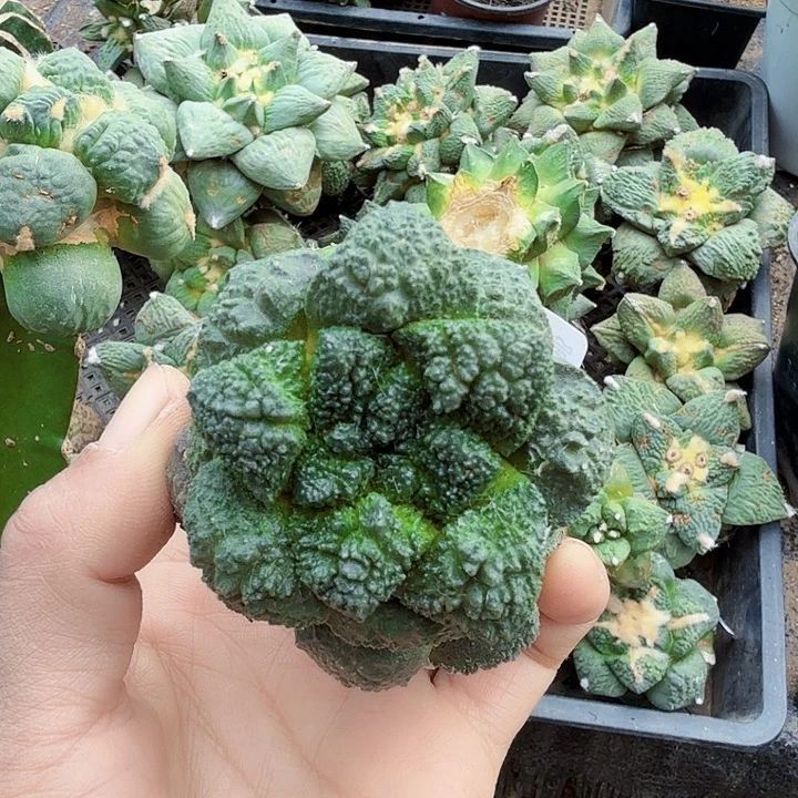 无花朵520细密尤哥斯拉牡丹
