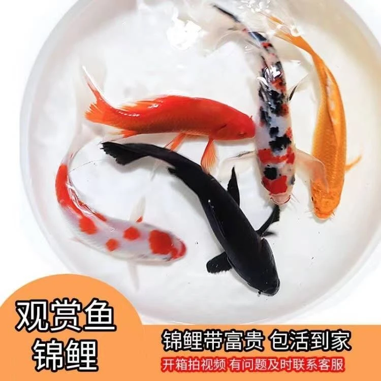 纯种锦鲤活鱼观赏鱼红白三色活体好养耐活闯缸鱼淡水冷水小鱼苗