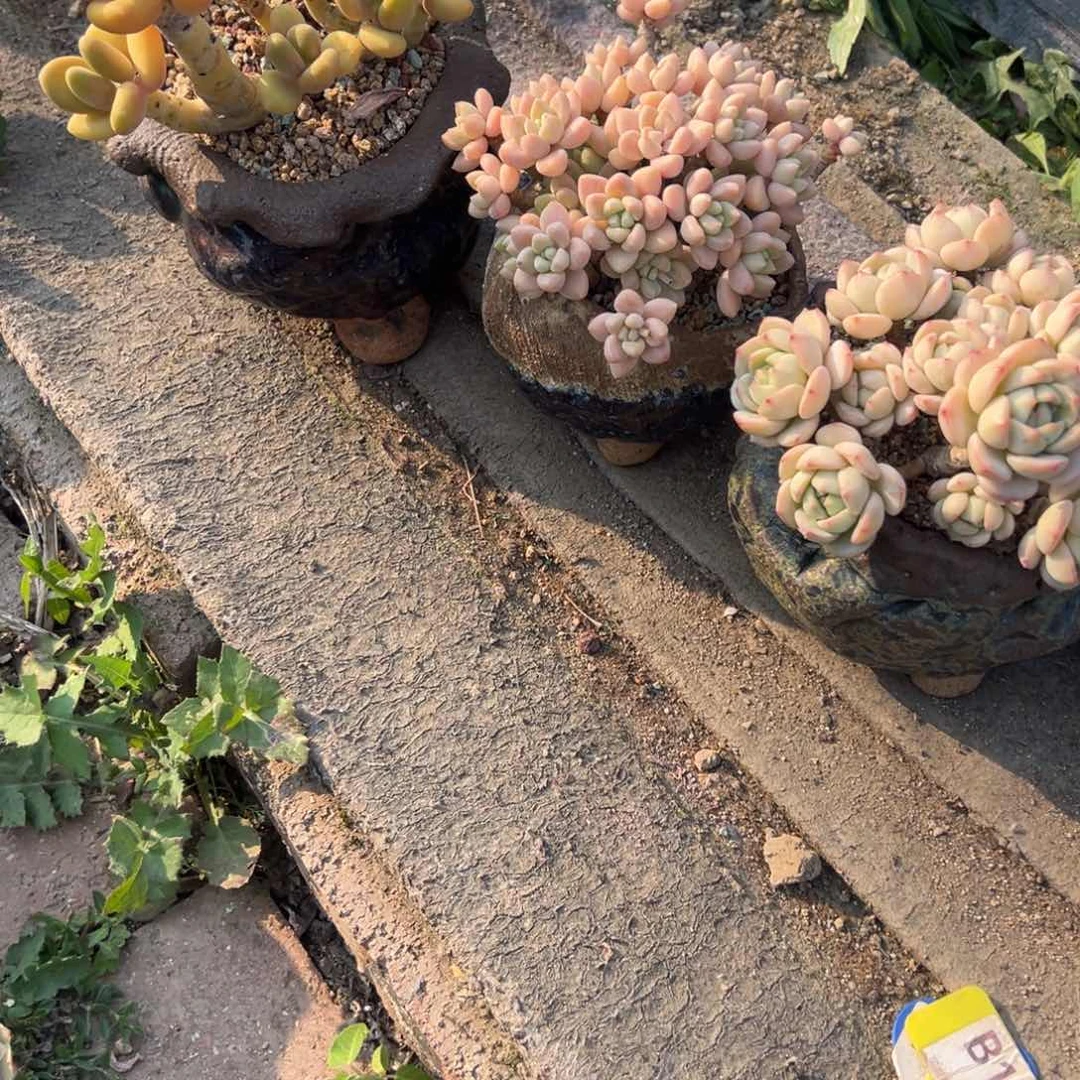 瑶****猫b140盆多肉aaa