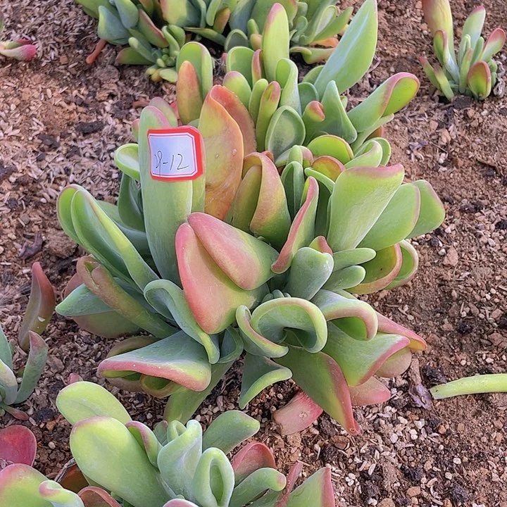 火狐狸多头群29杠12号