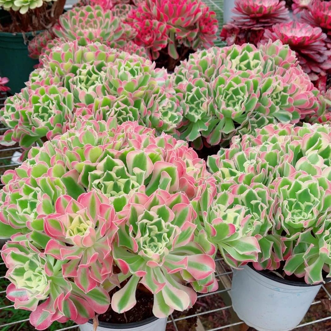 模特粉体白凤量拍多肉法师一个