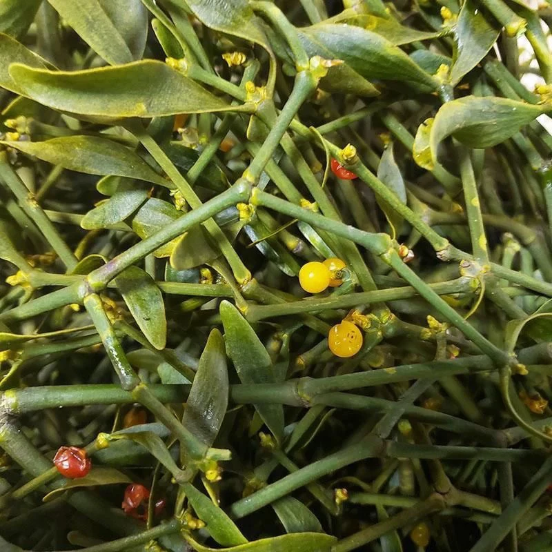 冻青冬青新鲜 黑龙江七台河