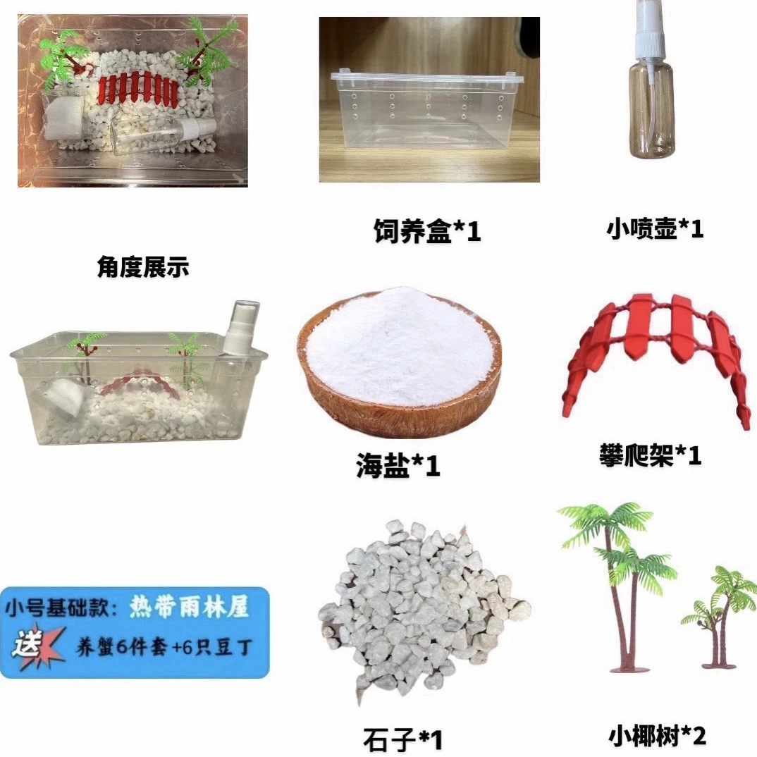 寄居蟹套盒小豆丁整套包含6只陆生寄居蟹包活5只