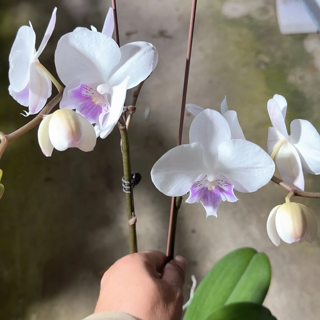 无花朵3.5双梗梵音