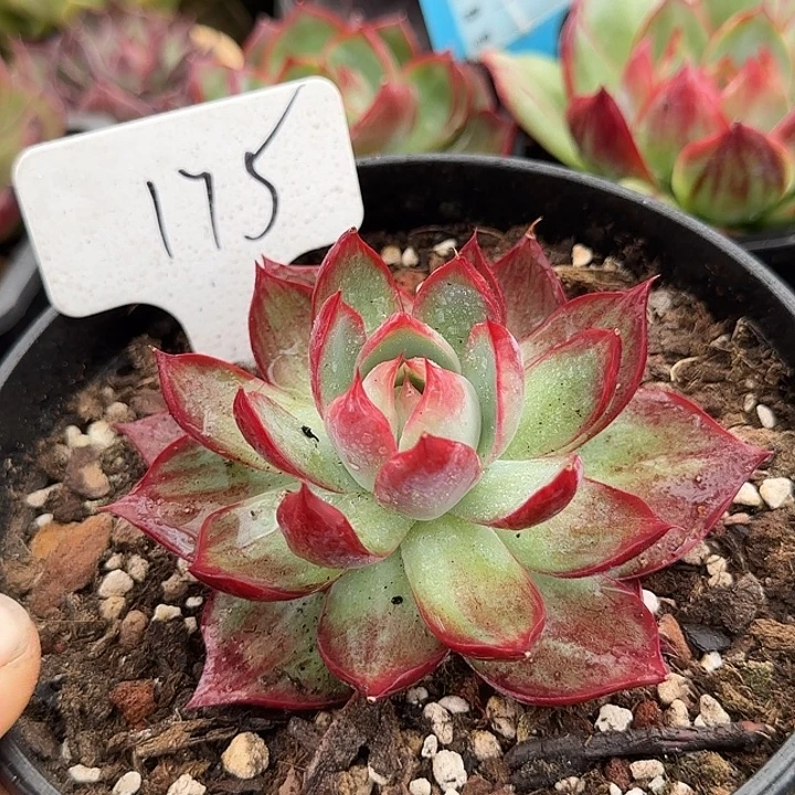 惊鸿一物一拍包装收缩花旱175