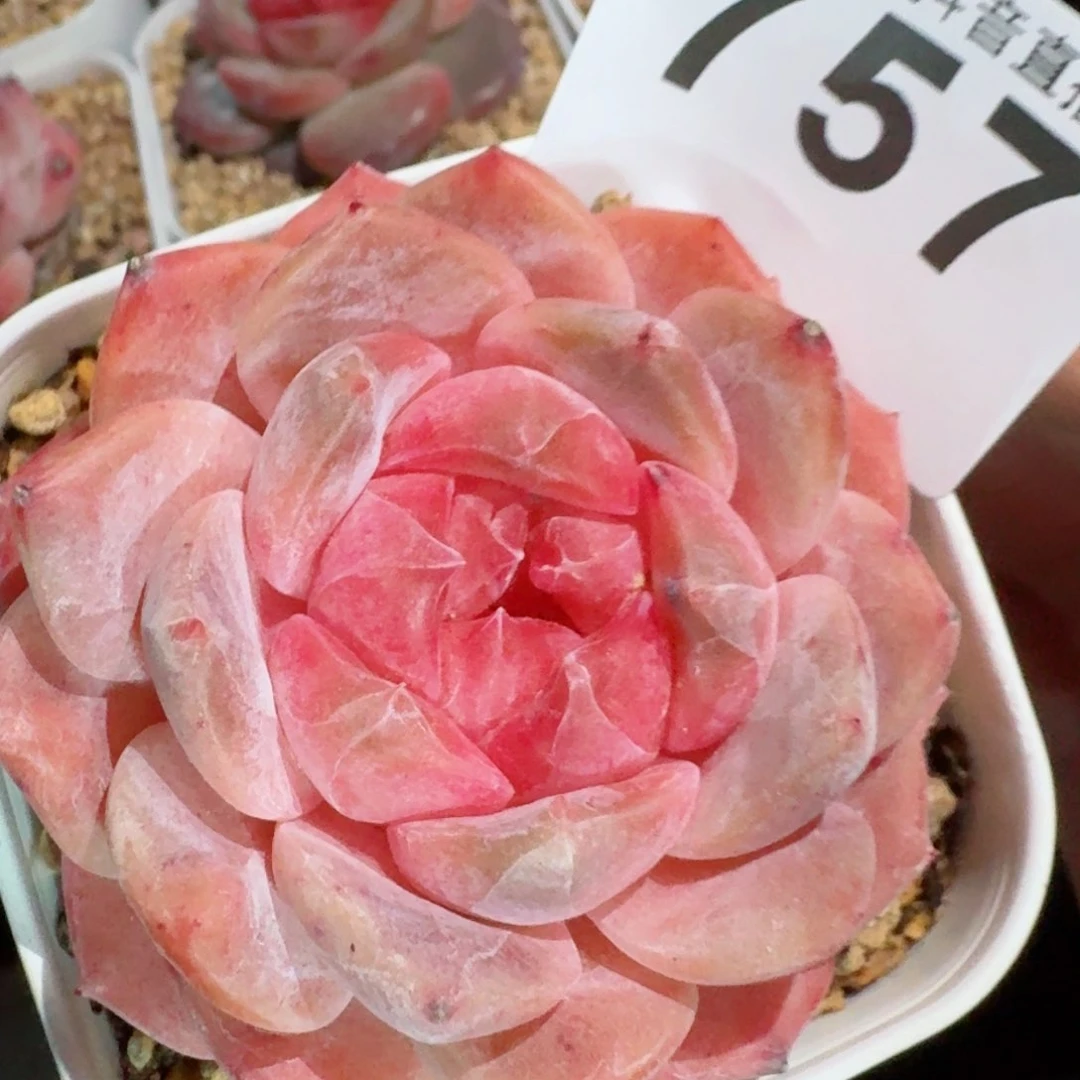 伊丽莎白         精品多肉