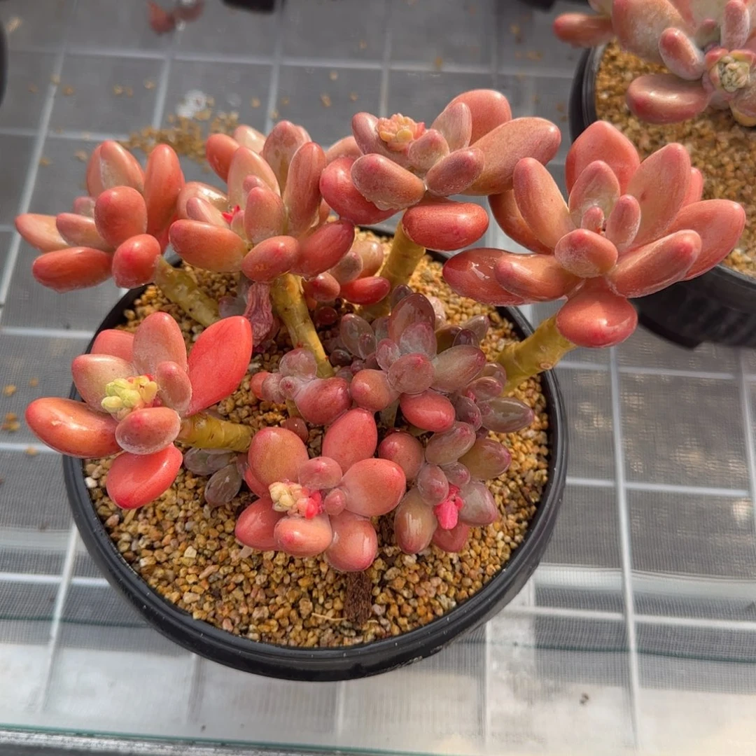 从前慢花园精选多肉苹果奶