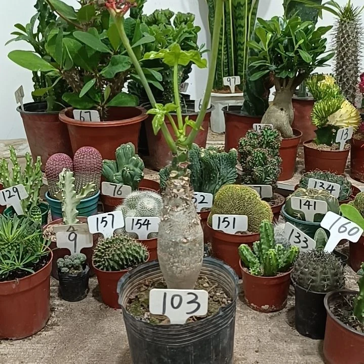 无花朵佛肚海棠      25元