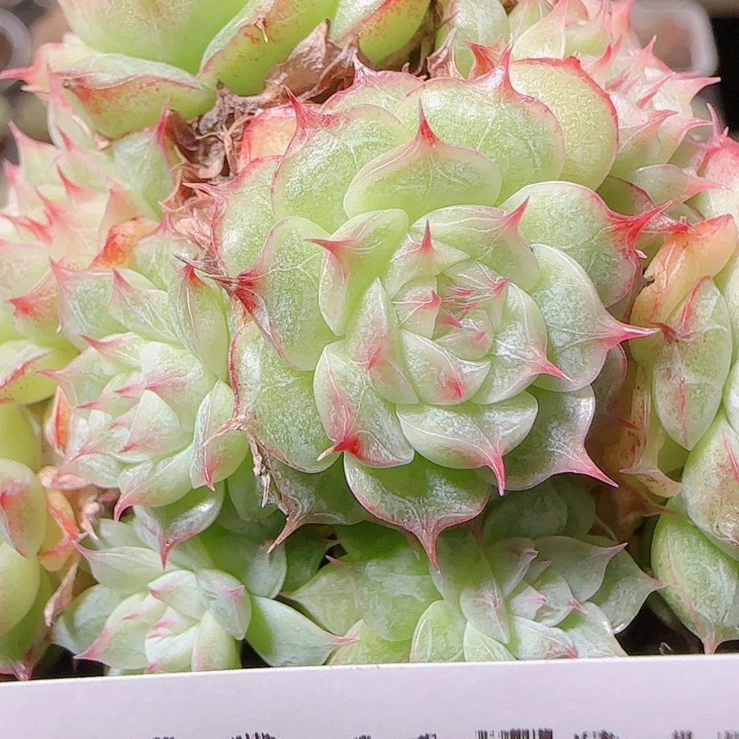 花语逸镜1124-120散