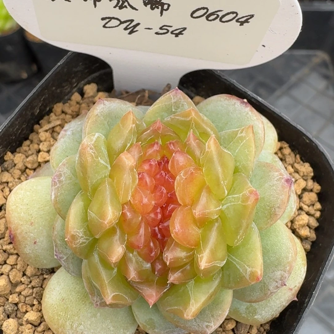0604-054-缀化编号一颗