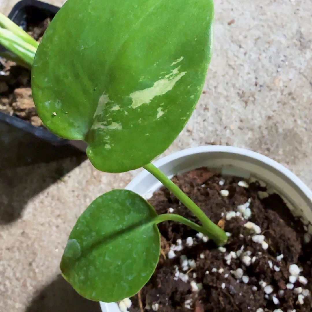 无花朵A***n国产短茎薄荷龟背竹一物一拍
