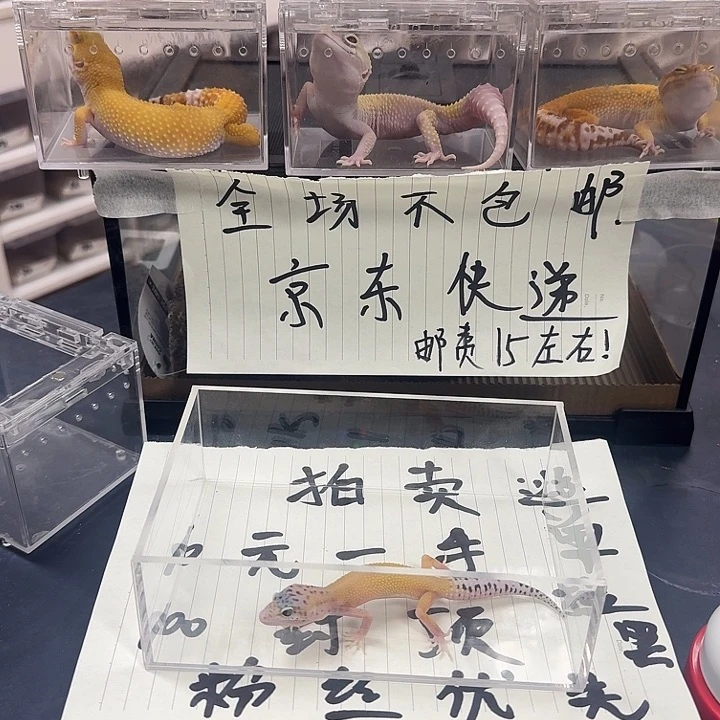 豹纹守宫好想不错不错你呢