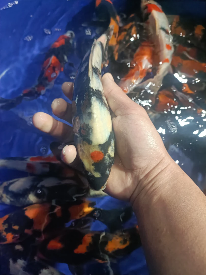 白写，菲写，昭和，红白