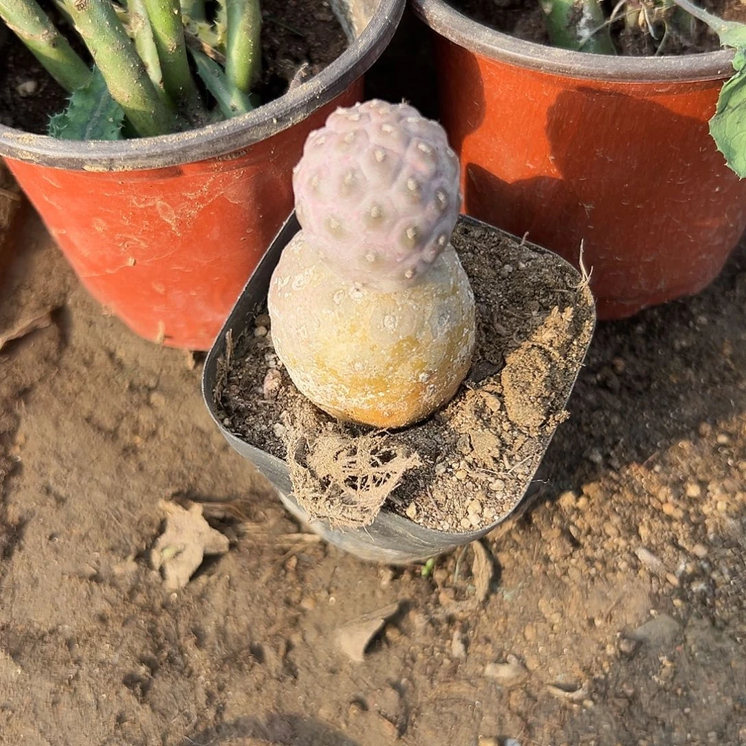 多肉植物雪人习志野