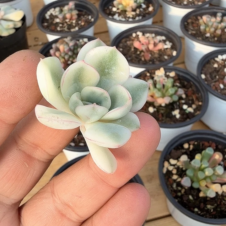 尤***?荷花锦多肉锦多肉