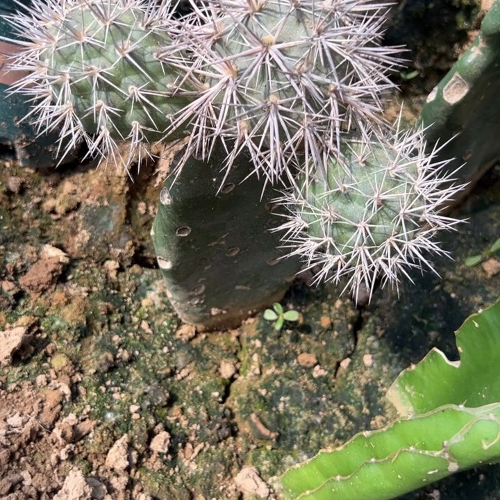 泡***片三头习志野仙人球一个