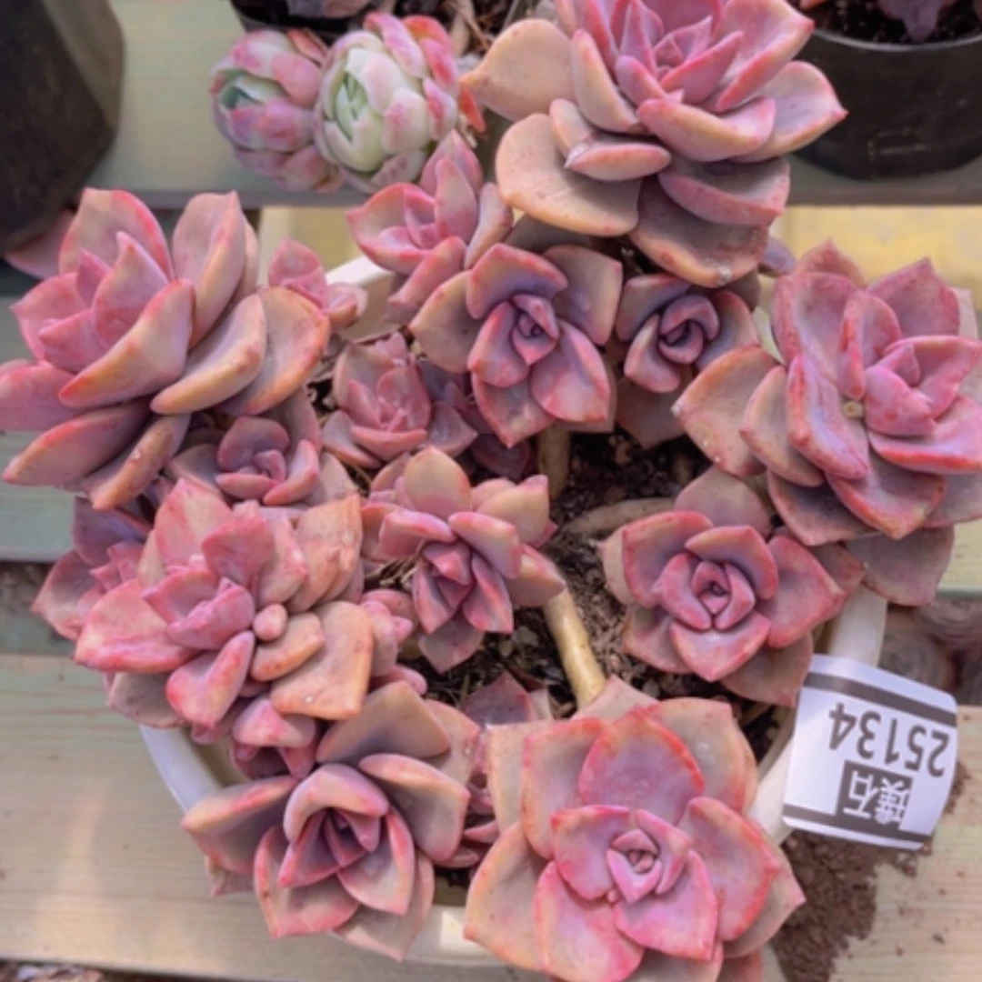 【闪购商品】彩虹糖25134